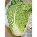 New Crop Fresh Chinese Cabbage